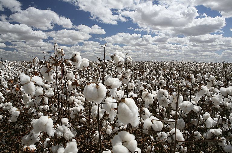 Field full of cotton buds